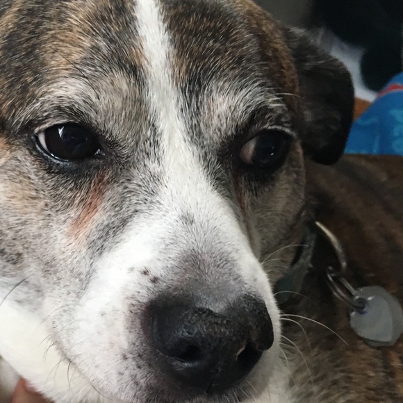 Meet your Posher, Jupiter - Picture 1 of 1